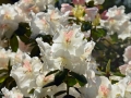 6/16 Rhododendren