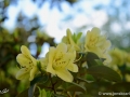 6/17 Rhododendren