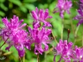 6/18 Rhododendren