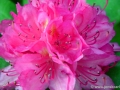 6/19 Rhododendren