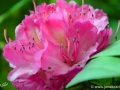 6/20 Rhododendren