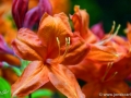 6/21 Rhododendren