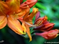 6/22 Rhododendren