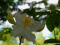6/23 Rhododendren