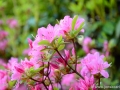 6/25 Rhododendren