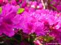 6/26 Rhododendren