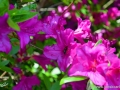 6/27 Rhododendren