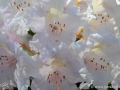 6/29 Rhododendren