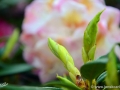 6/30 Rhododendren