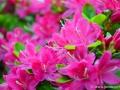 6/32 Rhododendren
