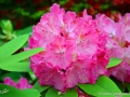 6/33 Rhododendren