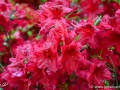6/34 Rhododendren
