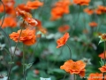 6/39 unbekannt