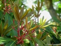 6/41 Oleander