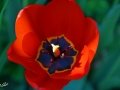 7/74 Tulpe