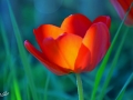 7/75 Tulpe