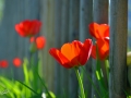 7/76 Tulpen