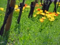 7/77 Tulpen