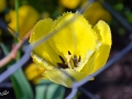 7/78 Tulpe