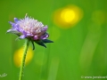 5/3 Witwenblume