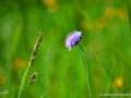 5/5 Witwenblume