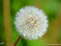 5/23 Löwenzahn