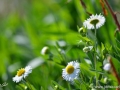 5/26 Gänseblümchen