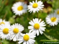 5/27 Gänseblümchen