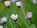 5/28 Gänseblümchen