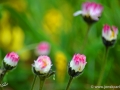 5/29 Gänseblümchen
