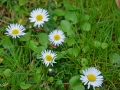 5/39 Gänseblümchen