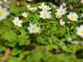 5/40 Gänseblümchen