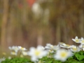 5/41 Gänseblümchen