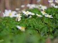 5/42 Gänseblümchen
