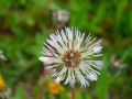 5/45 Löwenzahn