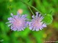 5/53 Witwenblume