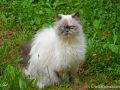 19/2 Langhaarkatze