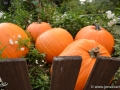 10/2 Kürbisse