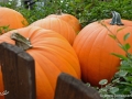 10/3 Kürbisse