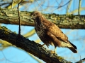 61/5 Mäusebussard