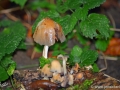 14/7 Waldpilze