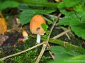 14/8 Waldpilze