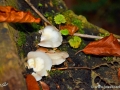 14/9 Waldpilze