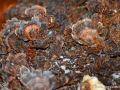 14/20 Baumpilz