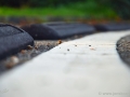 JKCarl_Week_05_2013.JPG