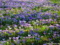 JKCarl_Week_10_2014