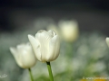 JKCarl_Week_17_2014
