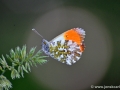JKCarl_Week_18_2014