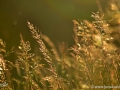 JKCarl_Week_20_2014