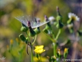JKCarl_Week_26_2014